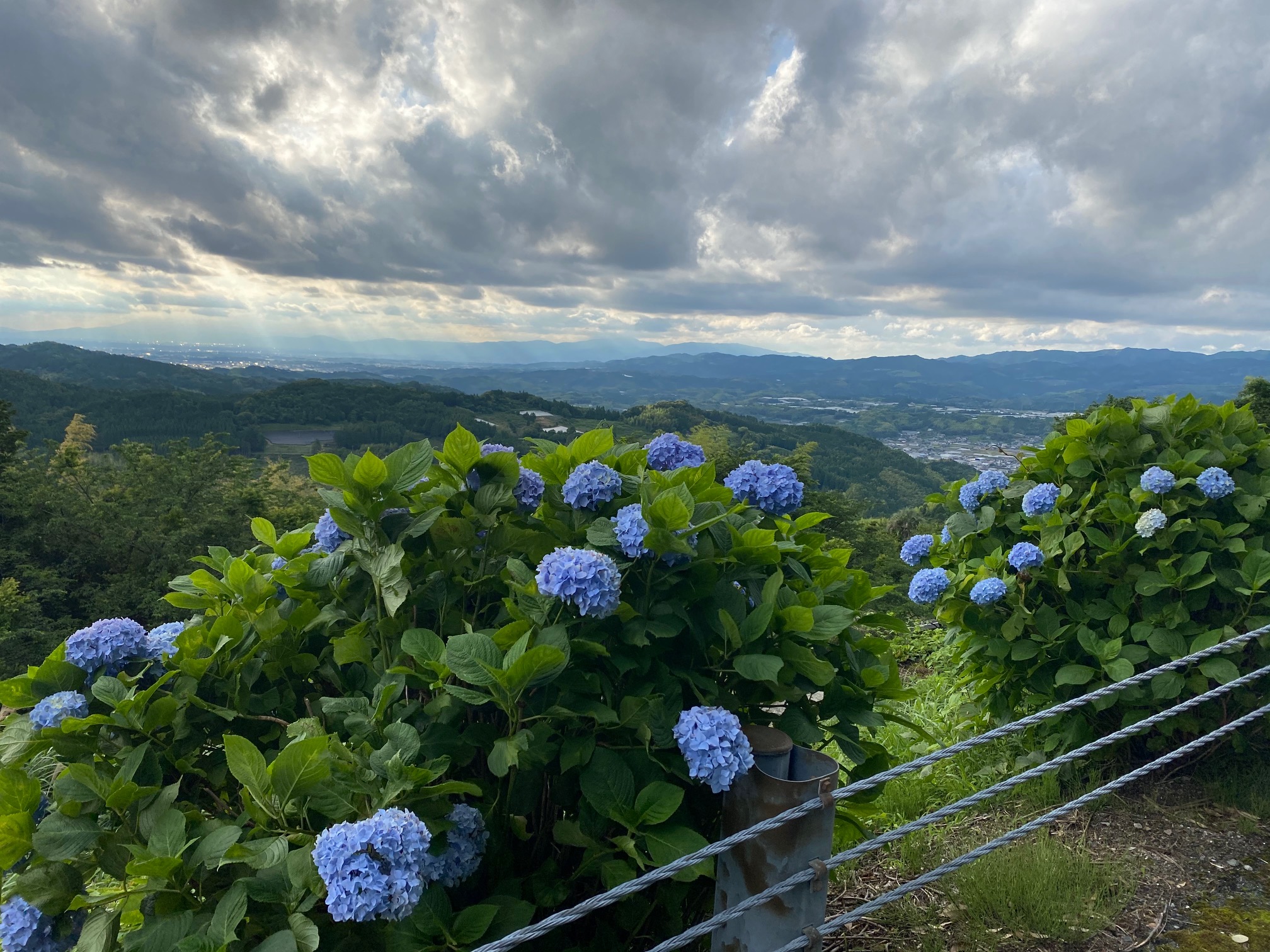 紫陽花