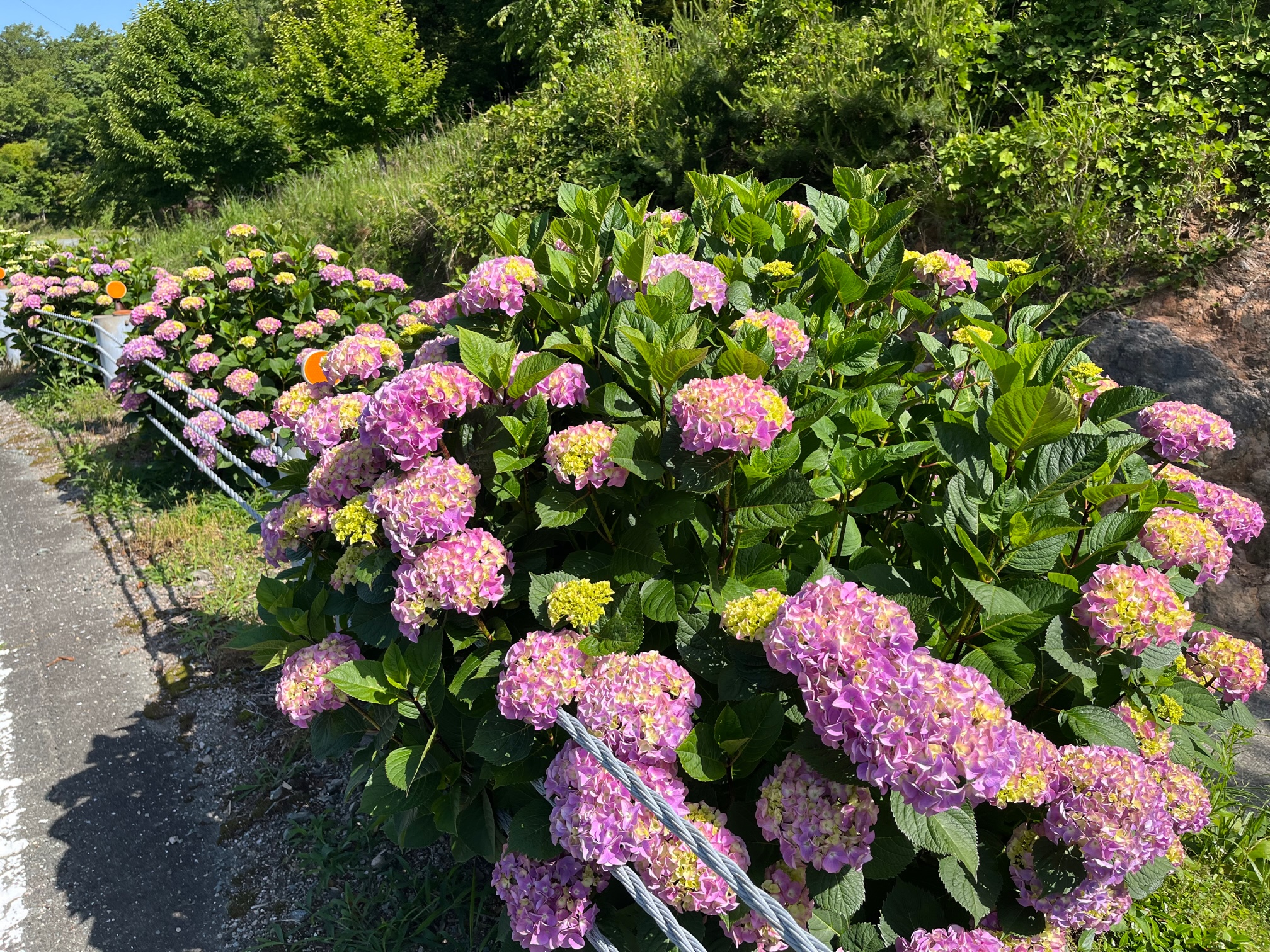 紫陽花