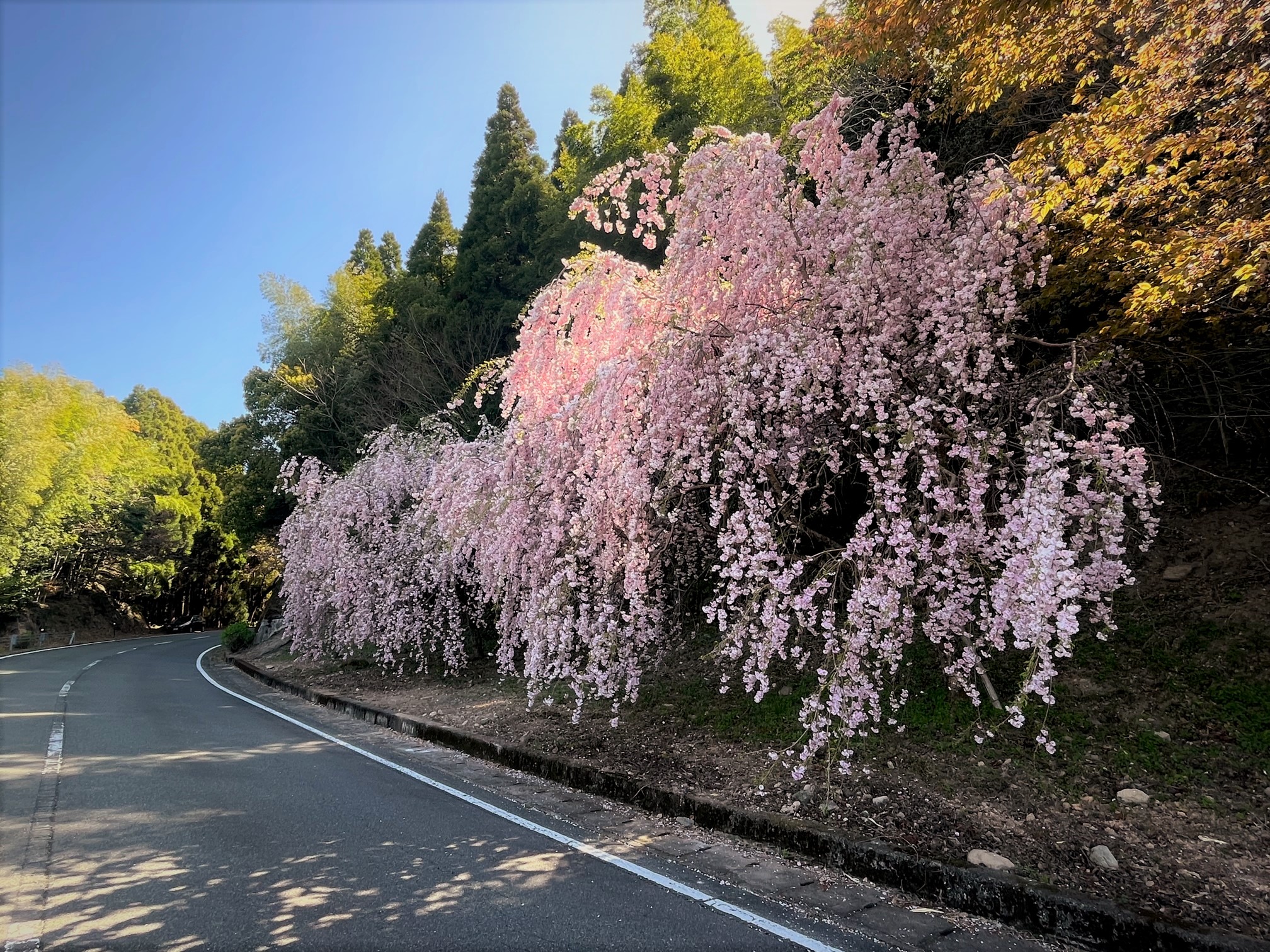 しだれ桜