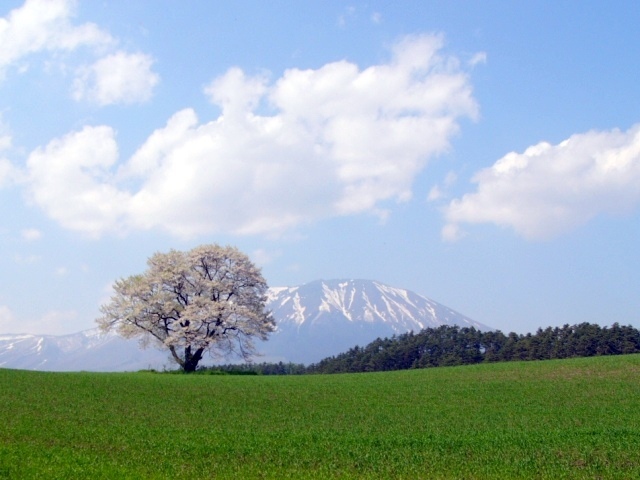 코이와이 1본 벚꽃 당관에서 차로 약 15분