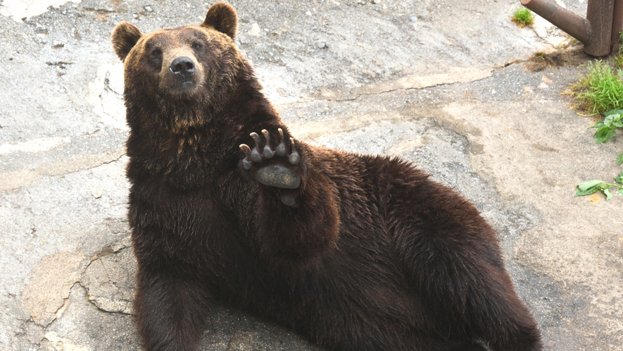 愛嬌たっぷりクマ達がお待ちしております！【周辺/のぼりべつクマ牧場】