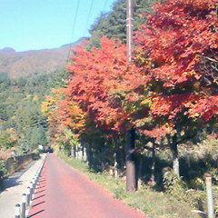 色づく紅葉。例年見頃は11月中旬です。（写真はイメージです）