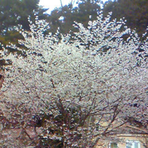富士の麓に咲く富士桜