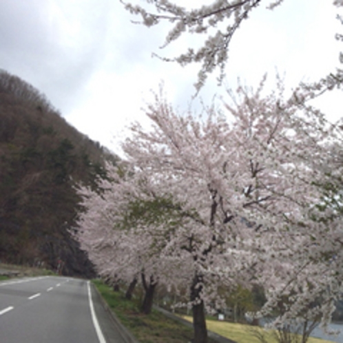 河口湖の桜