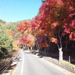 紅葉街道。見頃は例年11月中旬頃です。（イメージ）