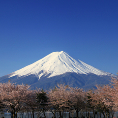 桜の並木と雪富士山