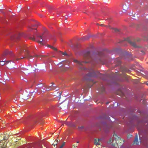鮮やかな紅葉。例年見頃は11月中旬です。（写真はイメージです）