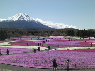 富士芝桜祭り