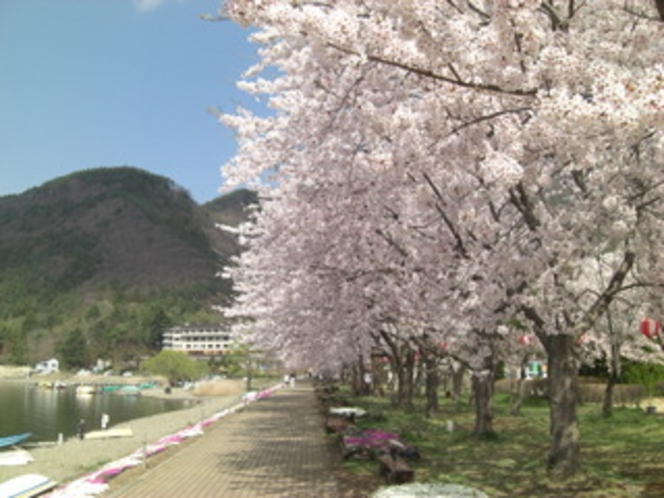 桜祭り