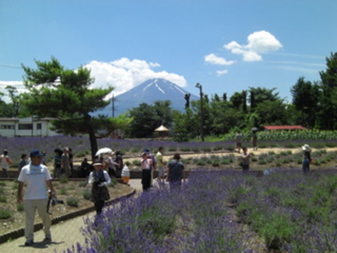 ６月中旬のハーブフェスティバル