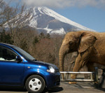 【観光スポット】富士サファリパーク