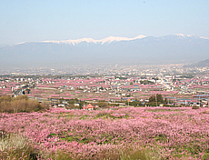 笛吹市桃の花祭り４月１日から