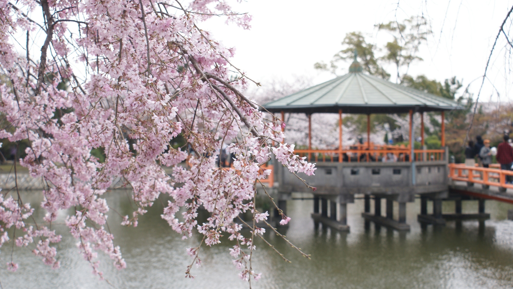 【当館から徒歩17分】桑名城の跡地を整備した公園で、桜やつつじの名所として知られる「九華公園」