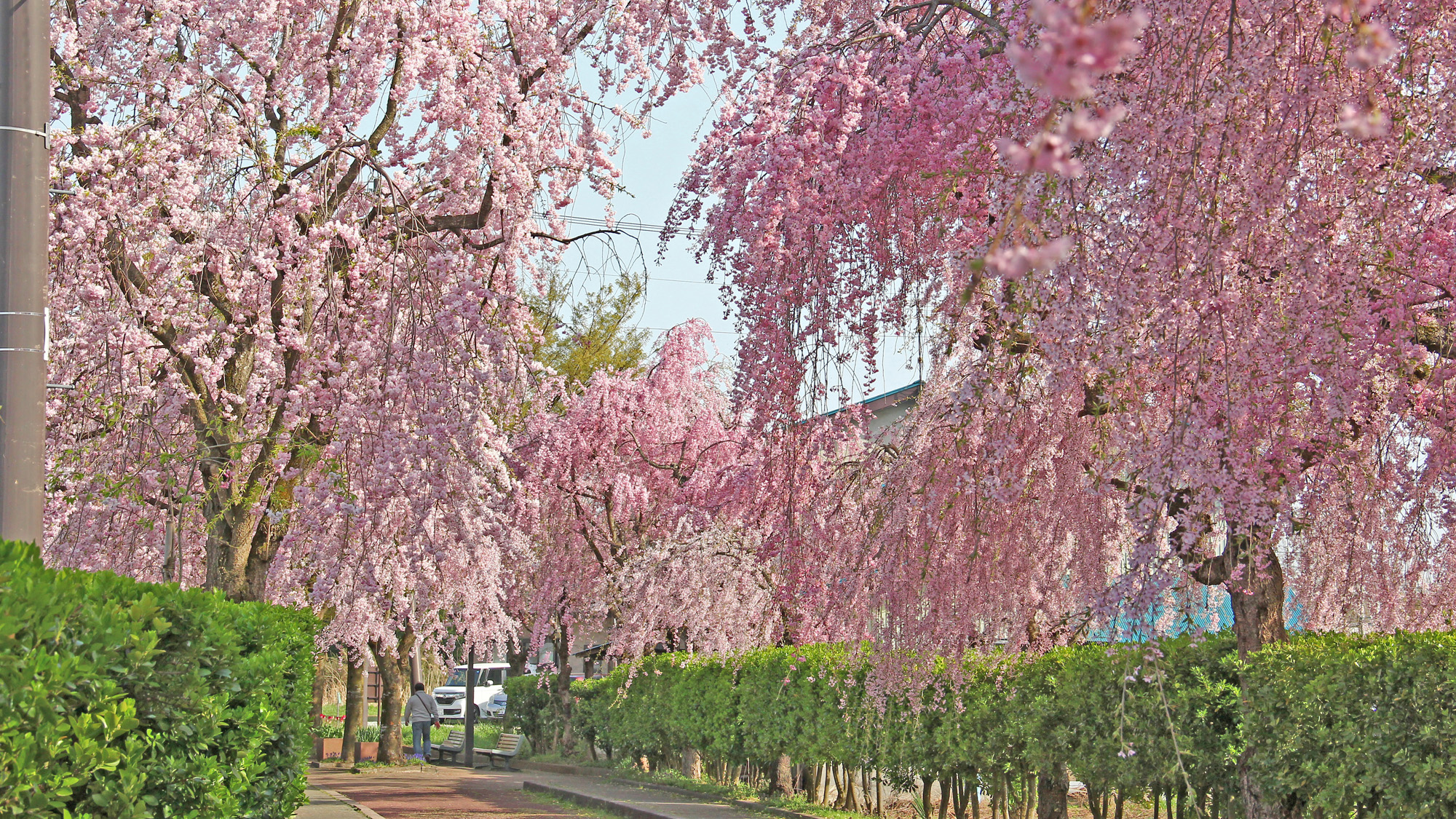 #日中線のしだれ桜