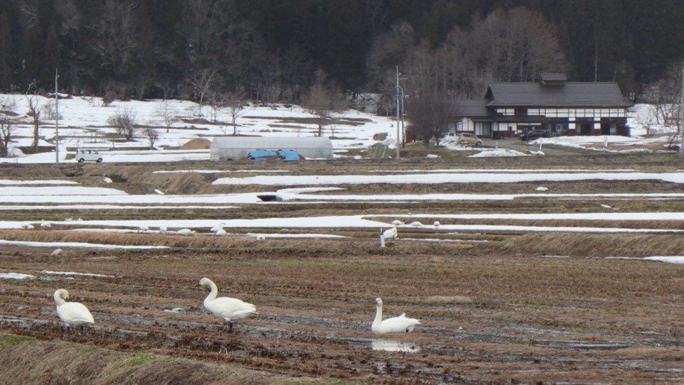 眼の前の田んぼに白鳥の群れ