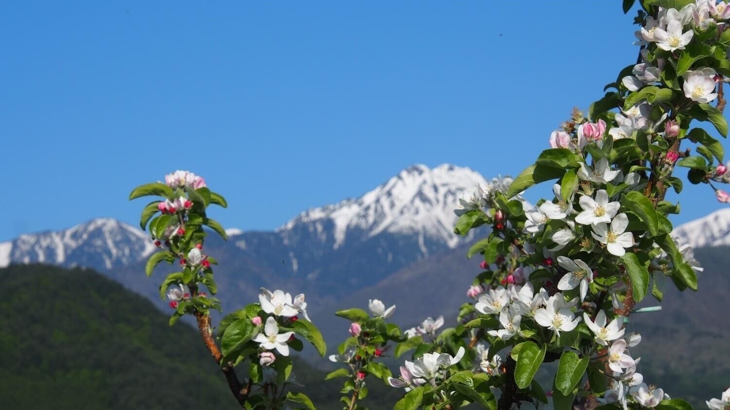 【ＧＷオンライン決済限定】春限定・花咲くリゾート安曇野。料理長が山を分け入り収穫した山菜グルメプラン