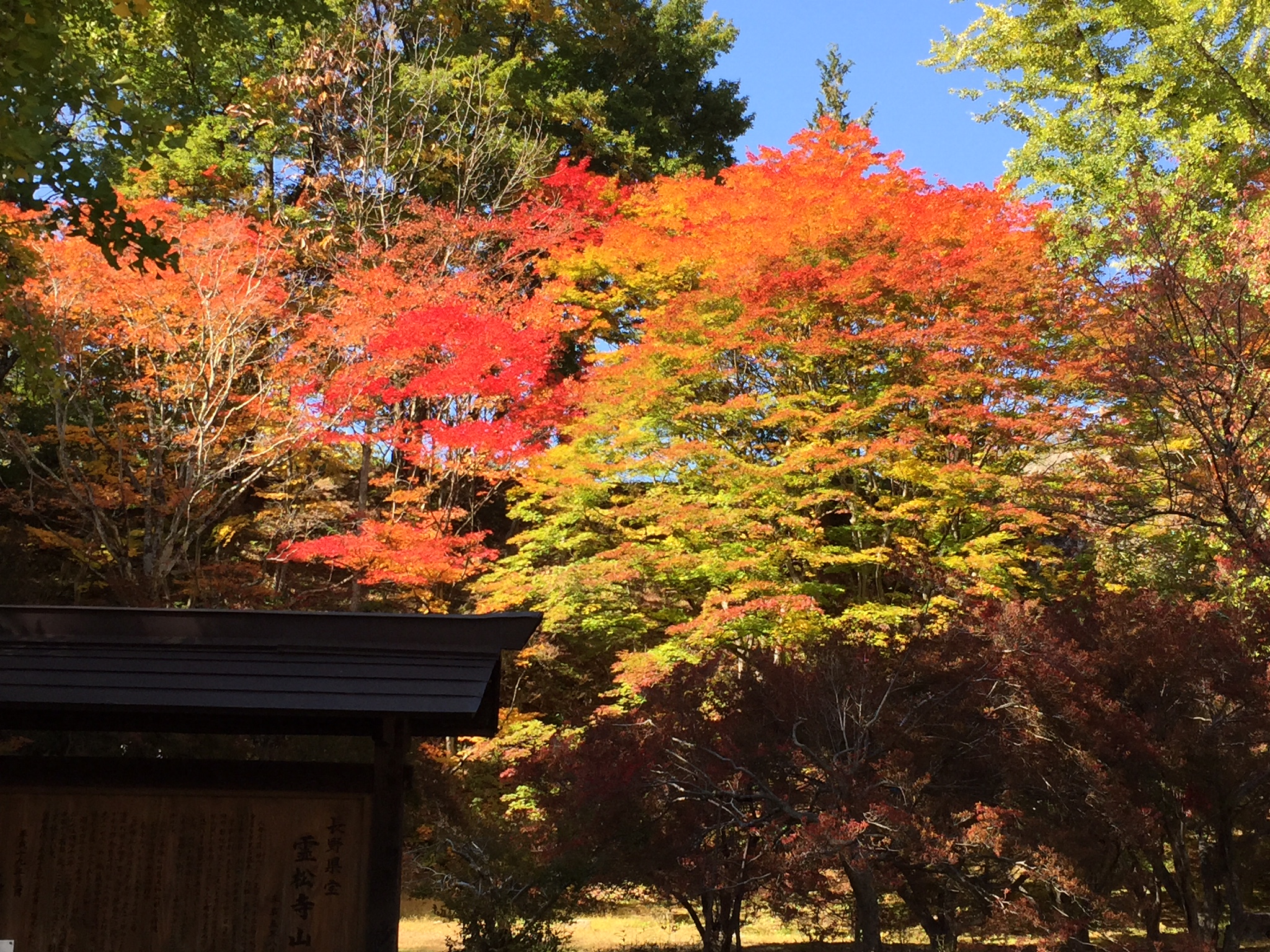 大町　霊松寺の紅葉①　11月初旬