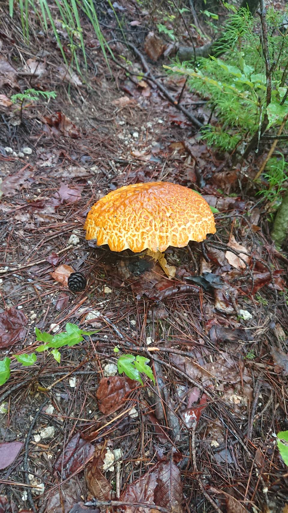 秋の味覚　きのこ　「アカヤマドリタケ」