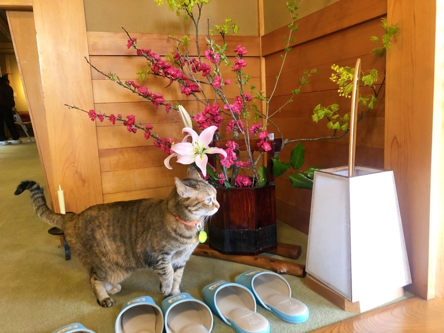 割烹旅館さつきの看板猫