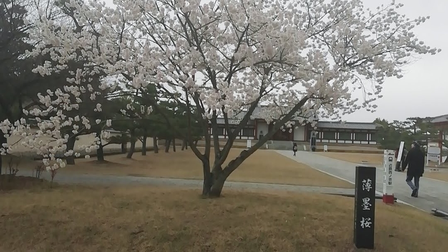 薬師寺の桜