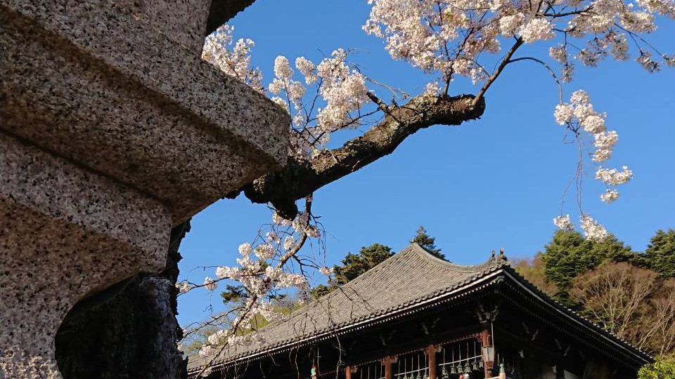 東大寺二月堂の桜