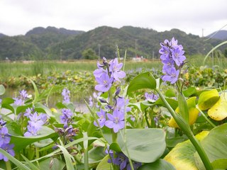 水あおい