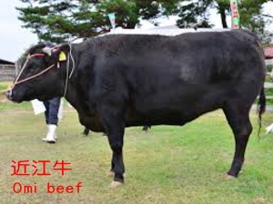 2食付　近江牛カレーライス　比良とぴあ温泉付プラン　２名様以上