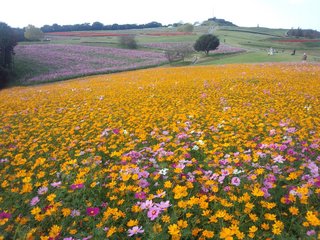 花さじき２