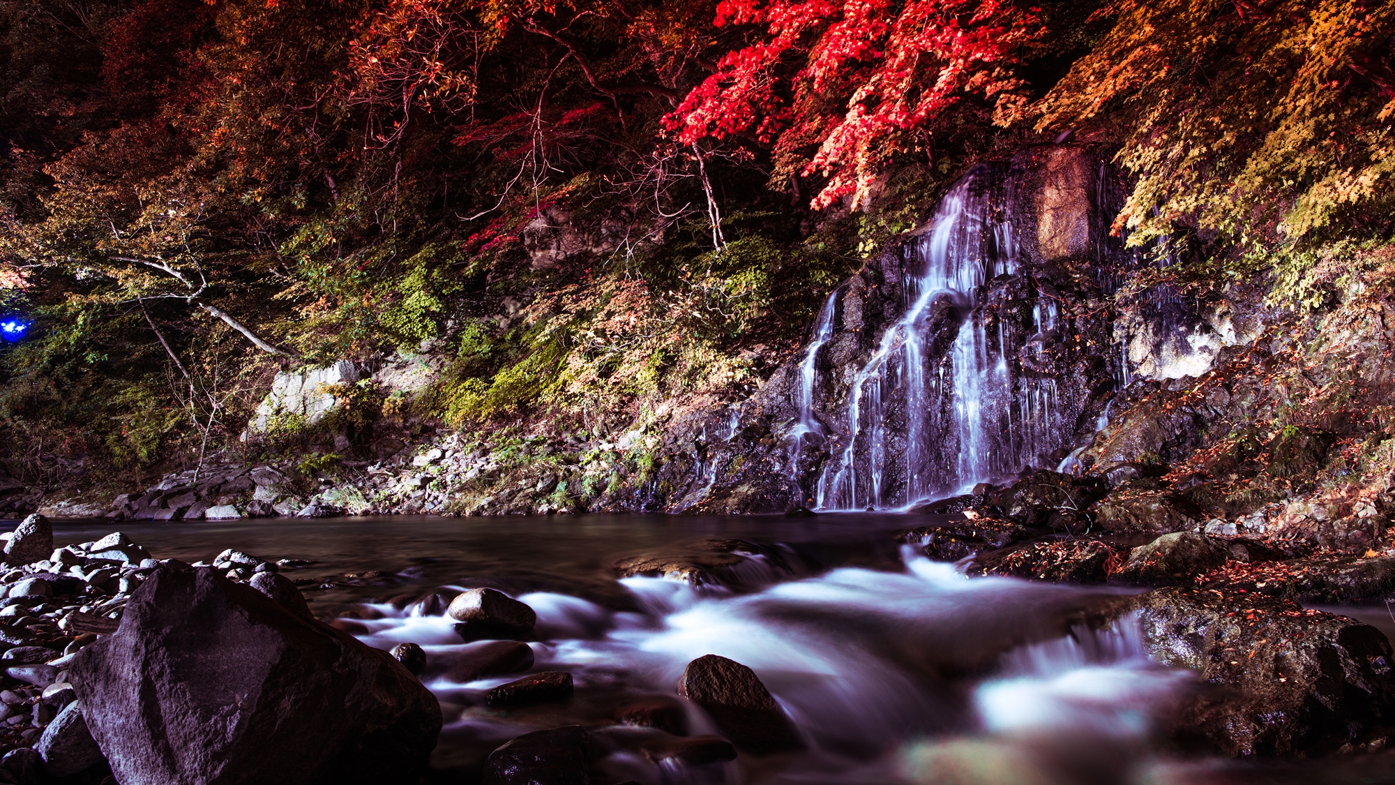 **【中野もみじ山】紅葉ライトアップ