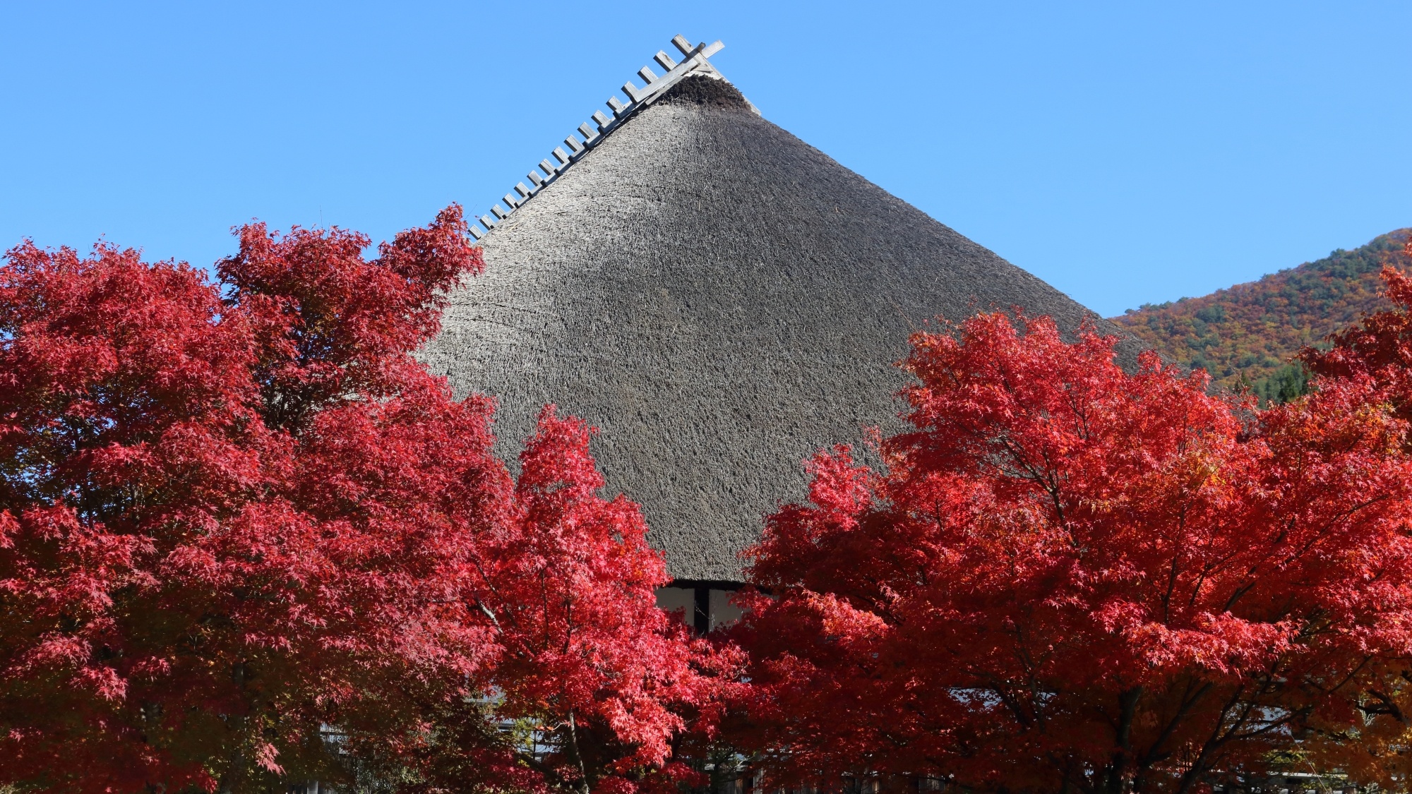 紅葉の時期の当館