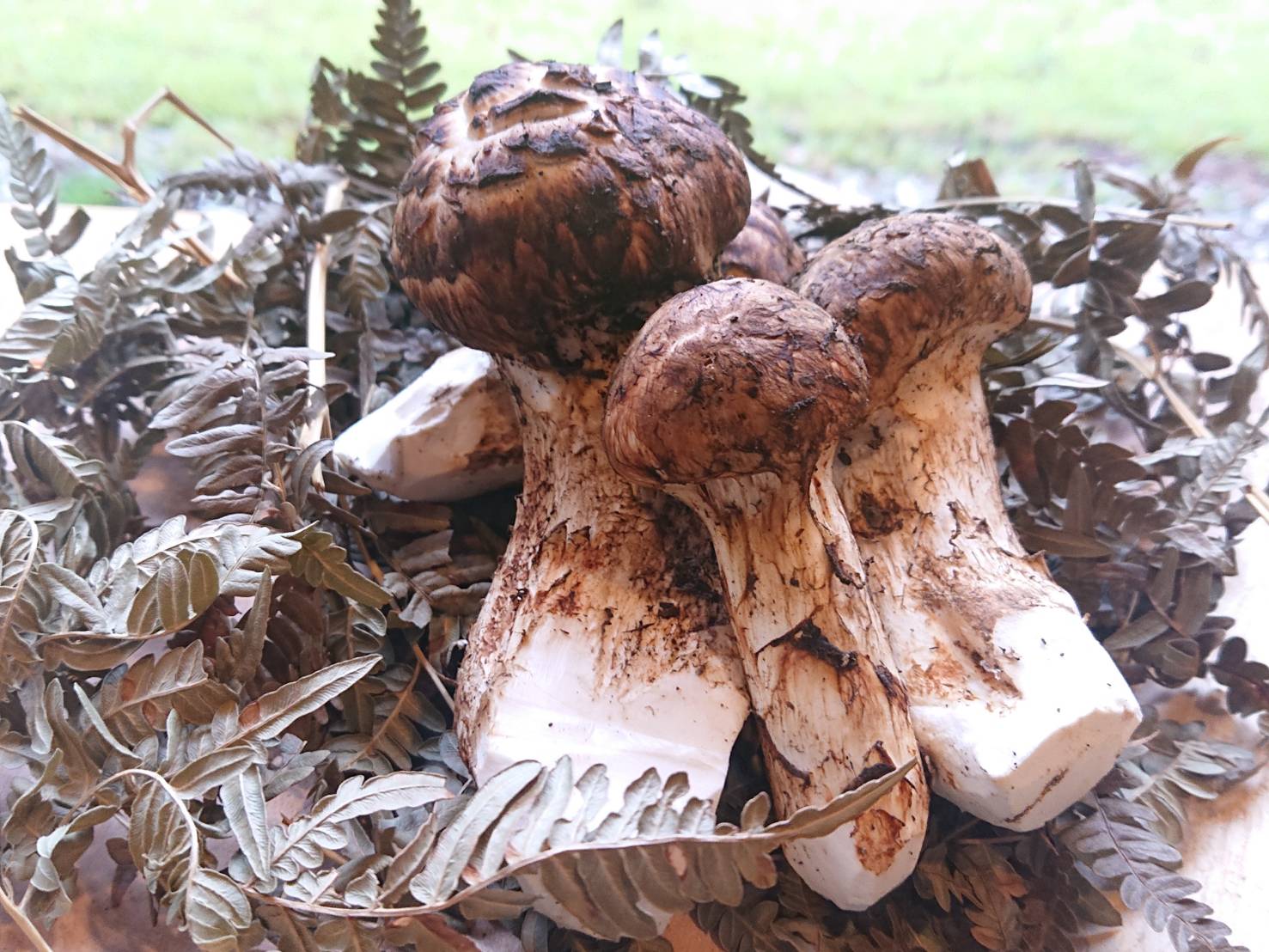 信州辰野産の松茸