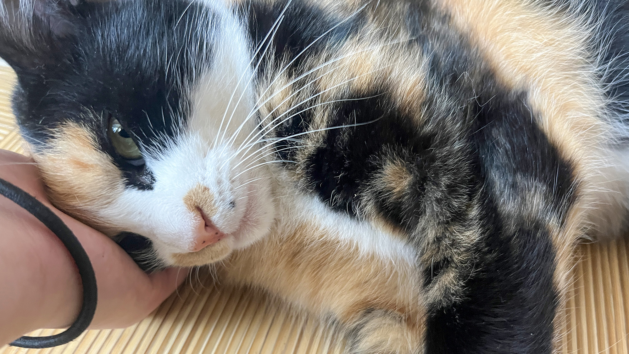 #我が家の猫たち