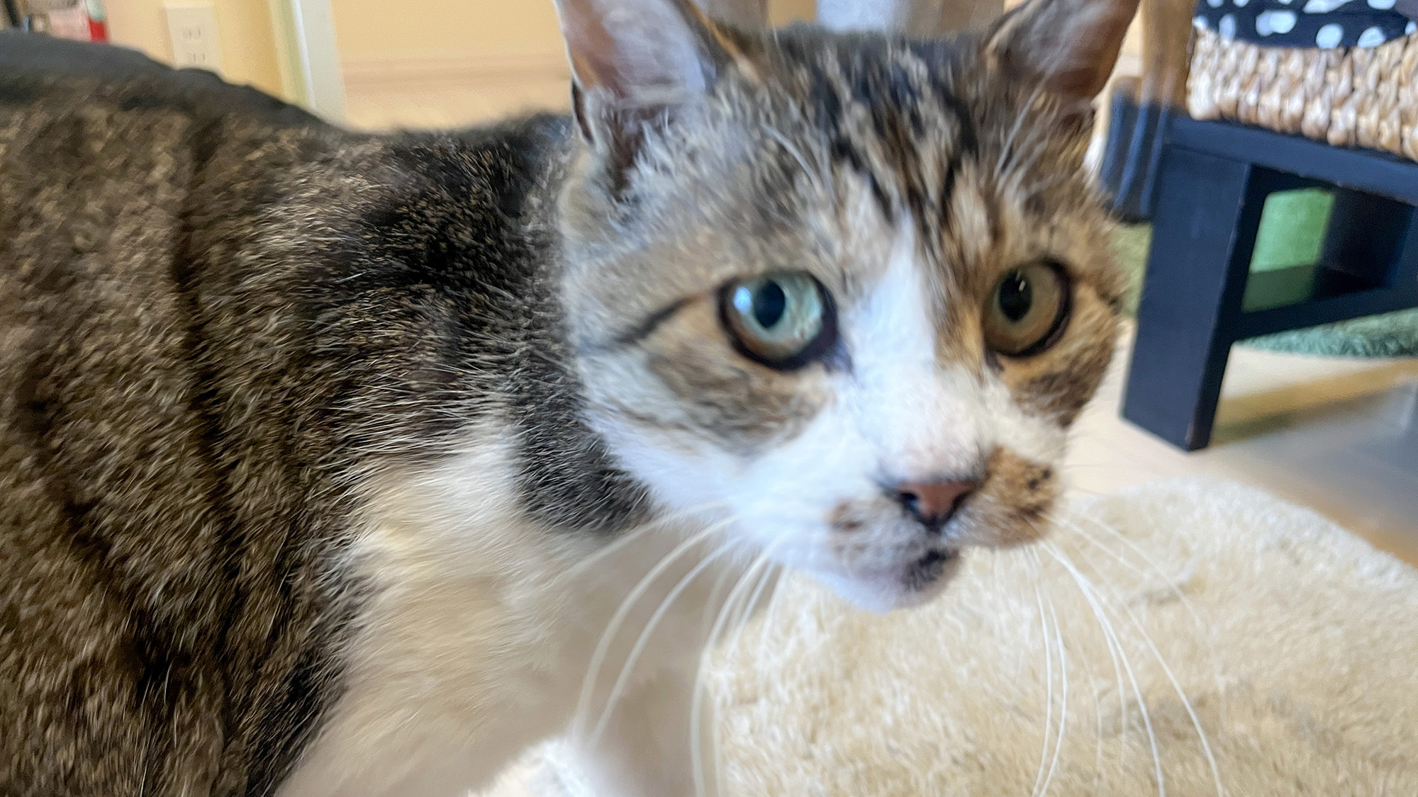 #我が家の猫たち