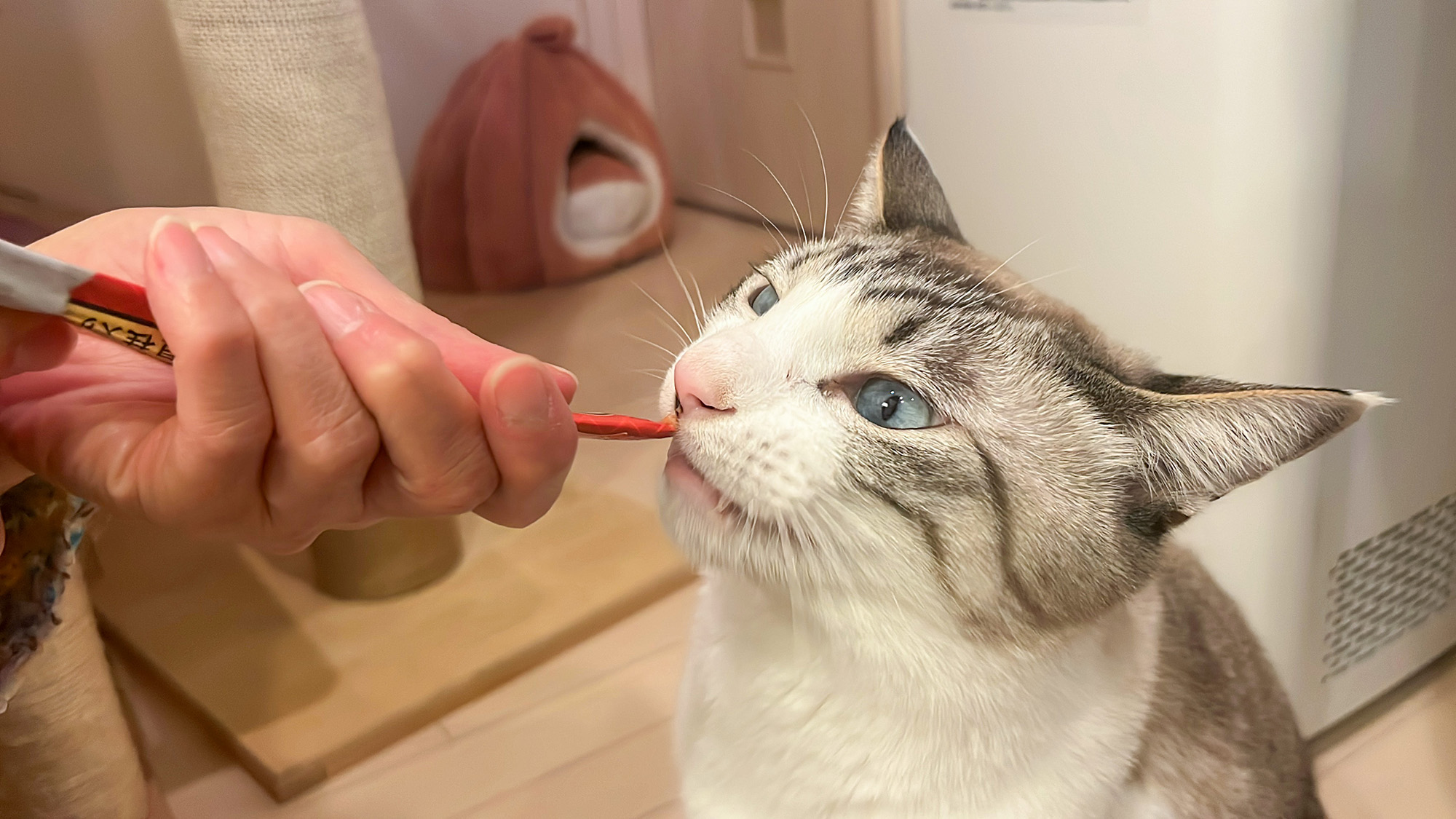 #我が家の猫たち