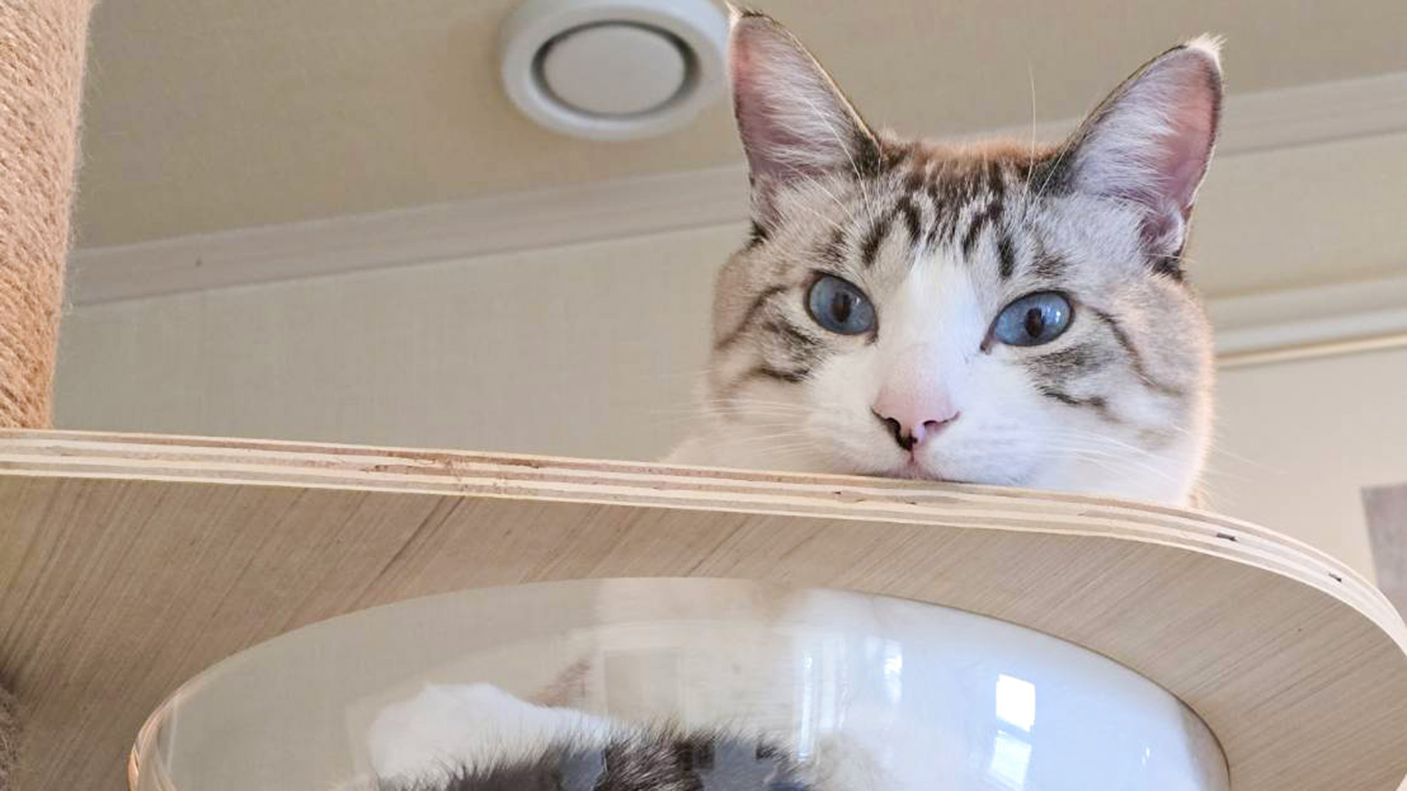 #我が家の猫たち