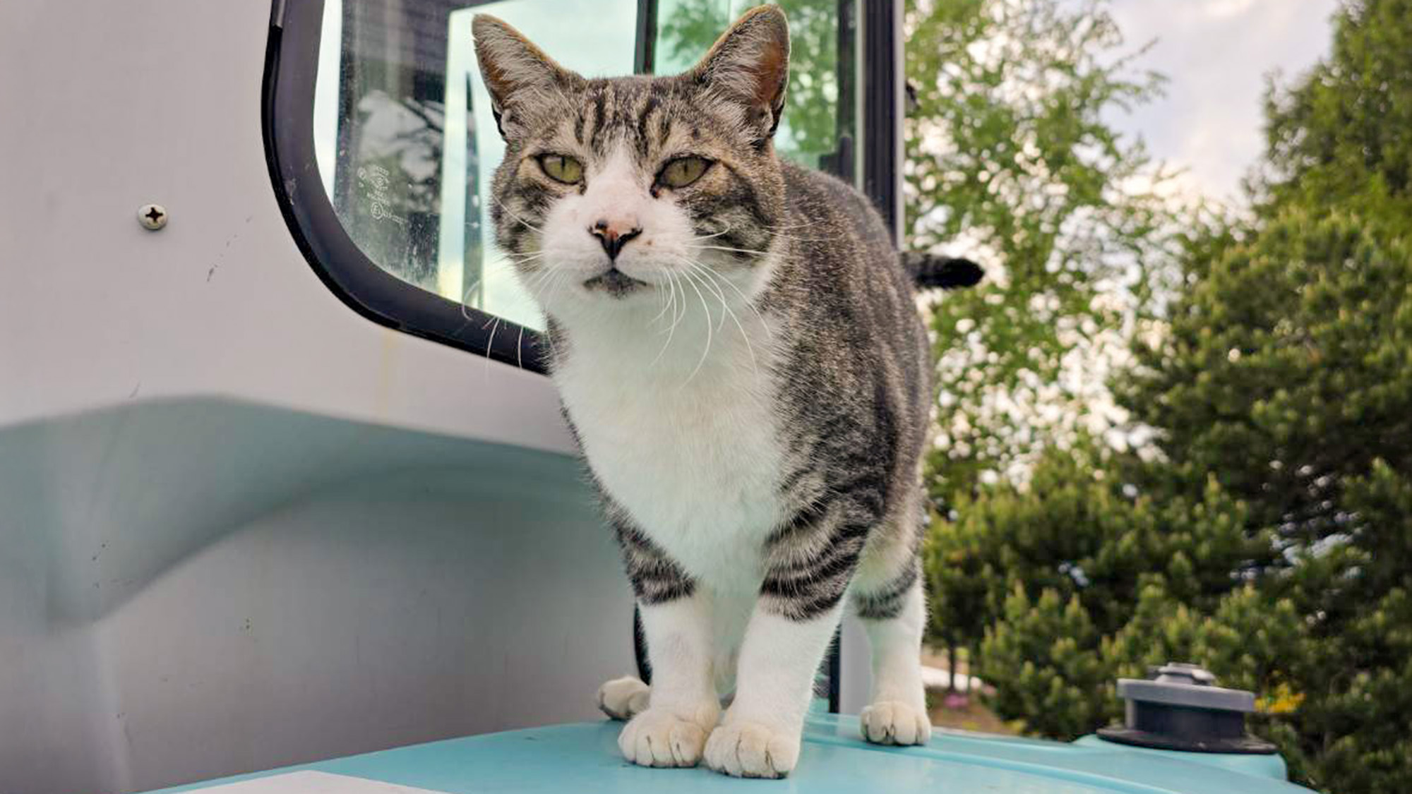 #我が家の猫たち