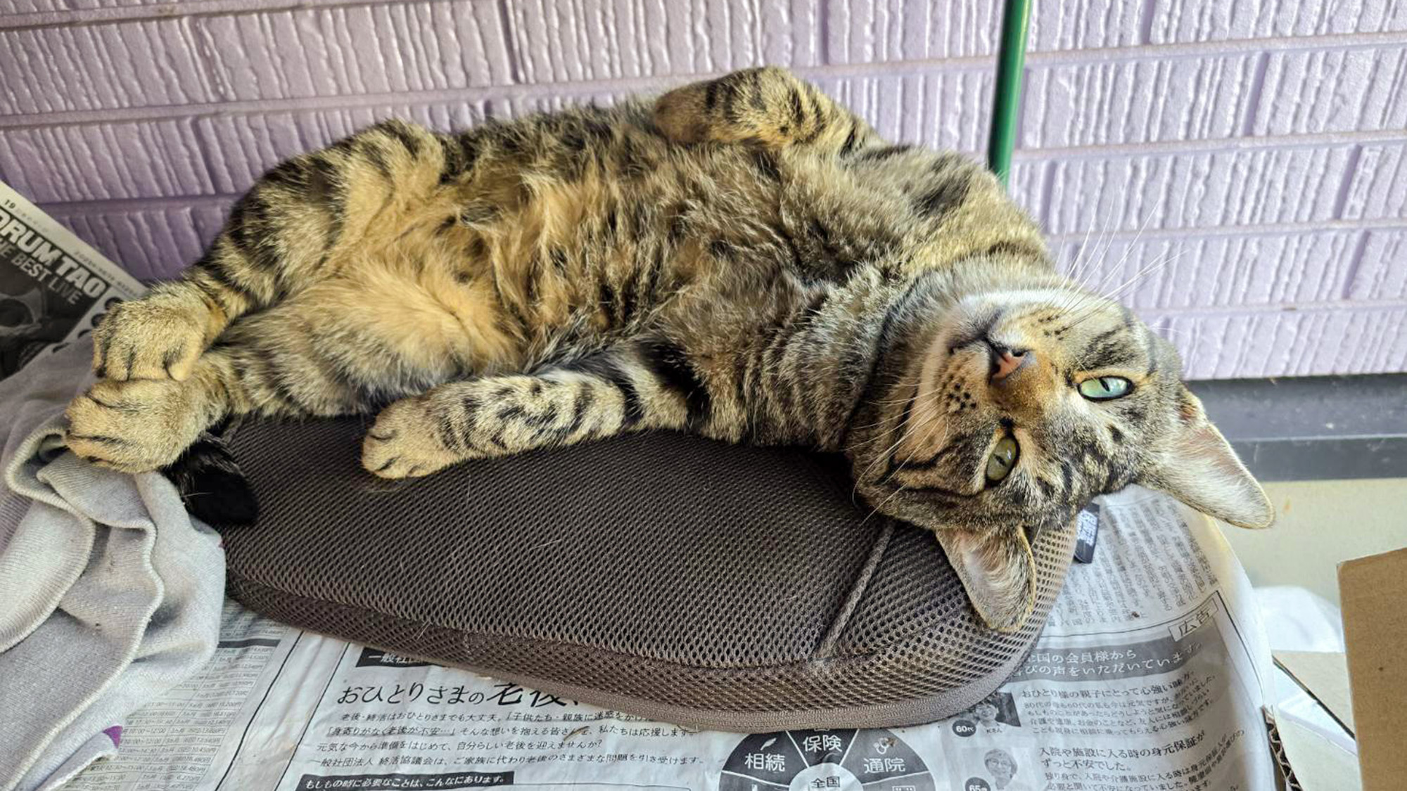 #我が家の猫たち