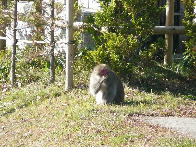 ゲレンデには野生のサルが遊びに来ます