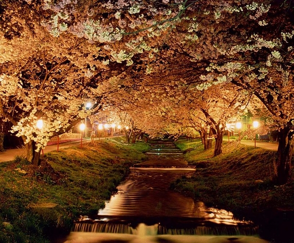 観音寺　桜