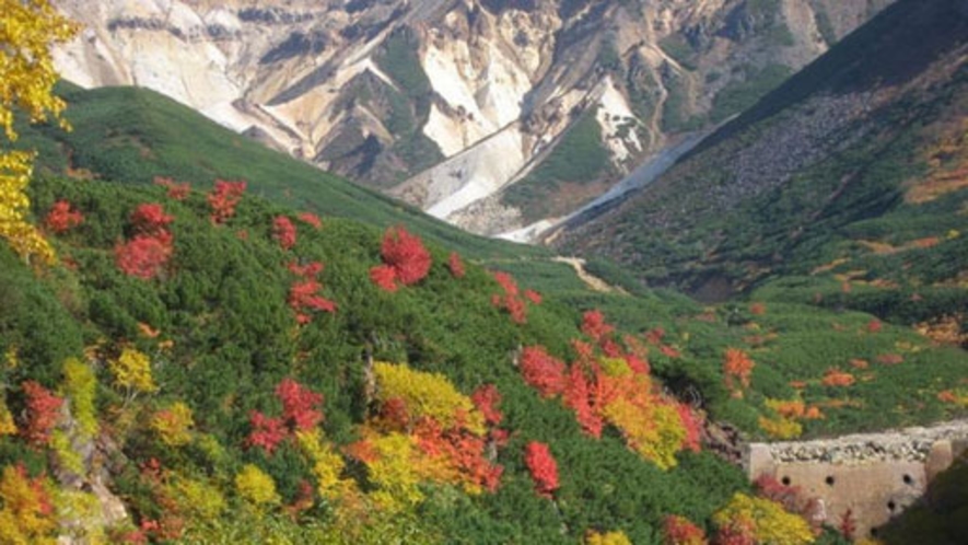 緑の中に赤や黄が映える十勝岳の紅葉