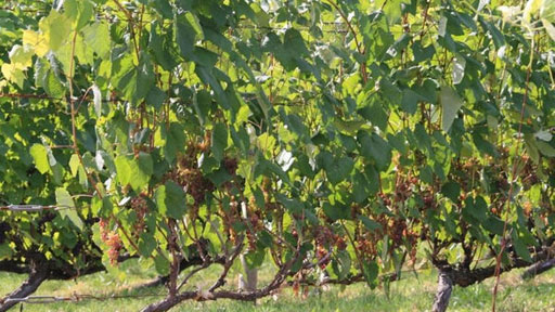 秋は実りの季節｢おいしいワインにな〜れ」