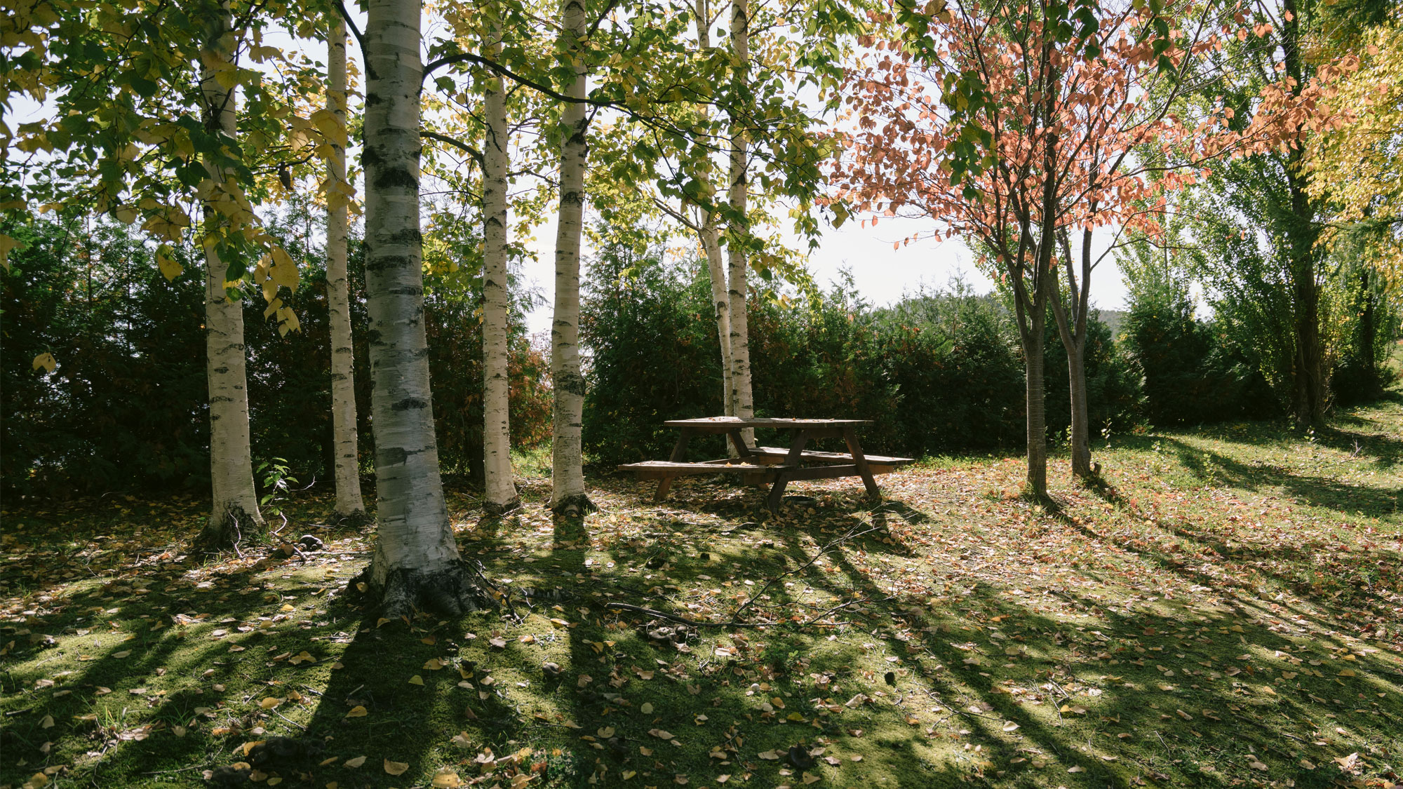 ★あしたやのお庭★