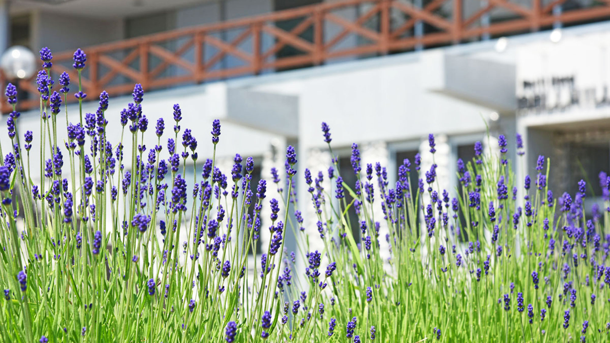 【外観】夏には色鮮やかなラベンダーが咲き誇ります