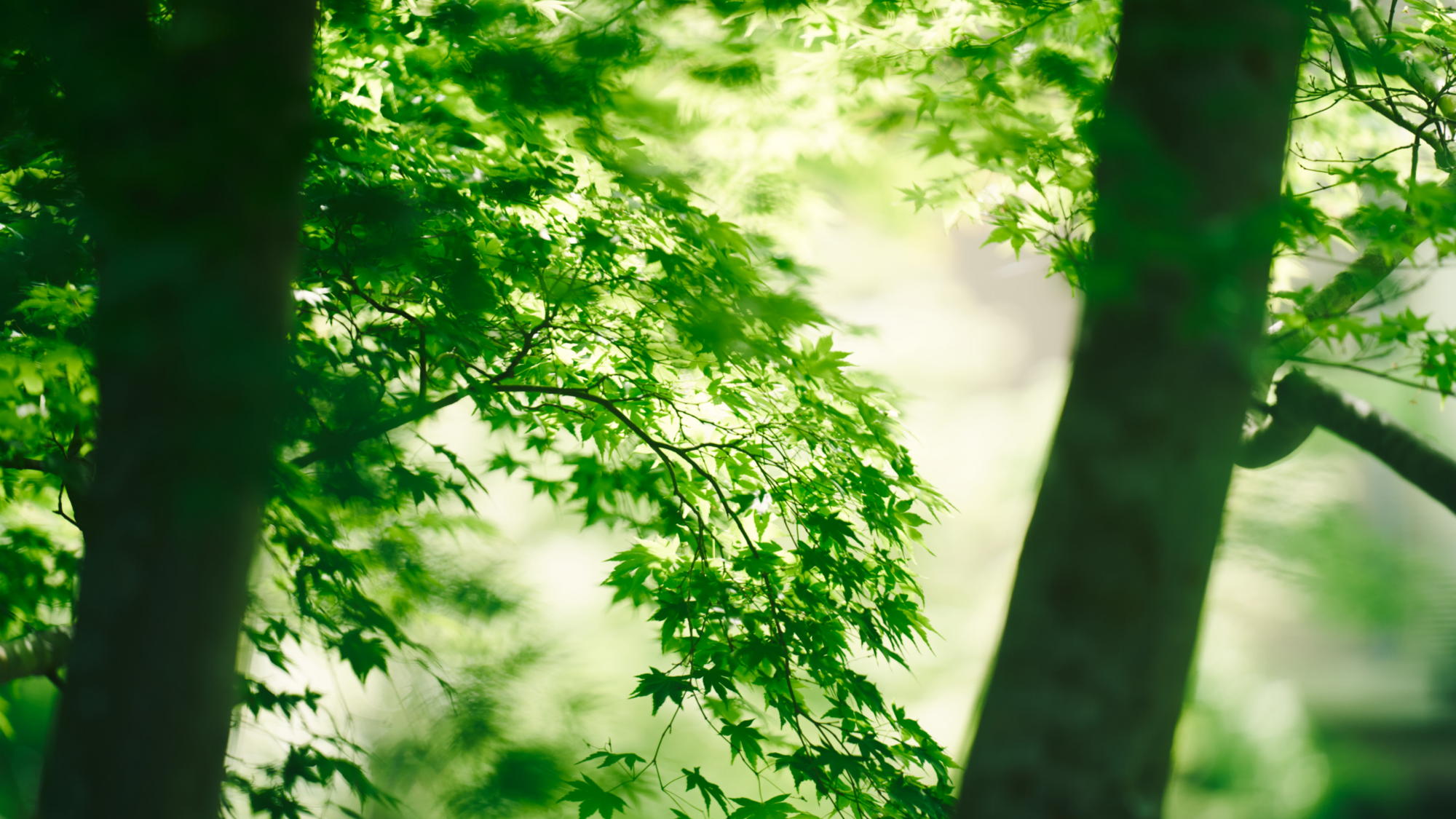 四季折々の景観をお楽しみください