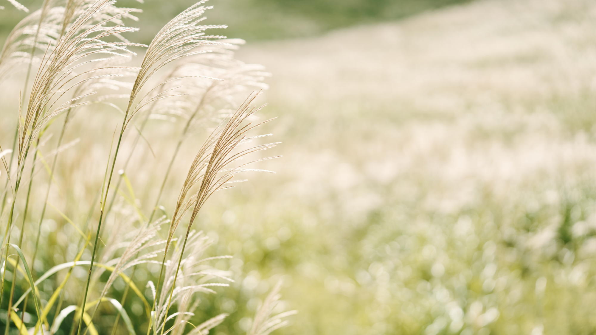 仙石原のススキ