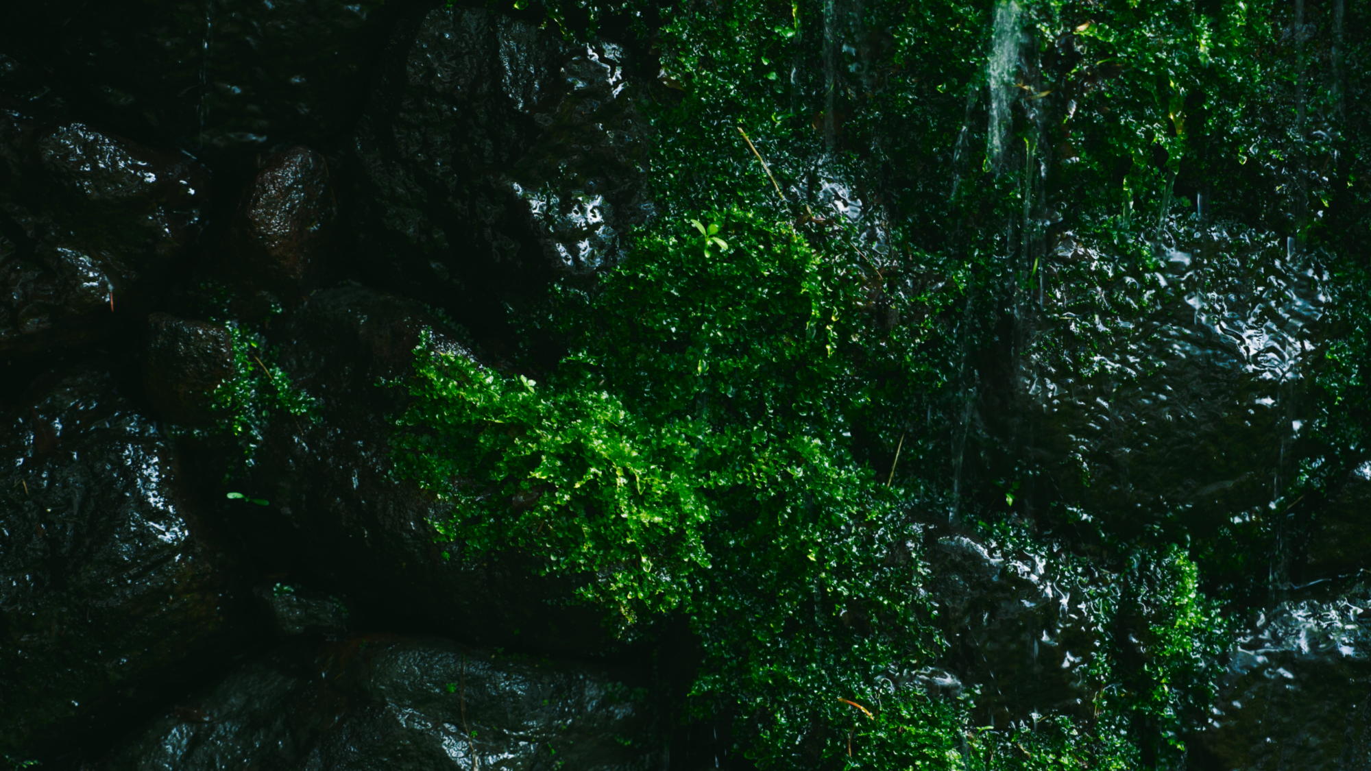 四季を感じる自然美、ゆるやかに流れる時間をお愉しみください