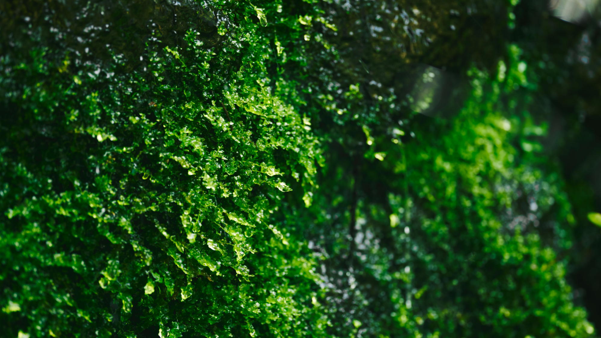 四季を感じる自然美、ゆるやかに流れる時間をお愉しみください 