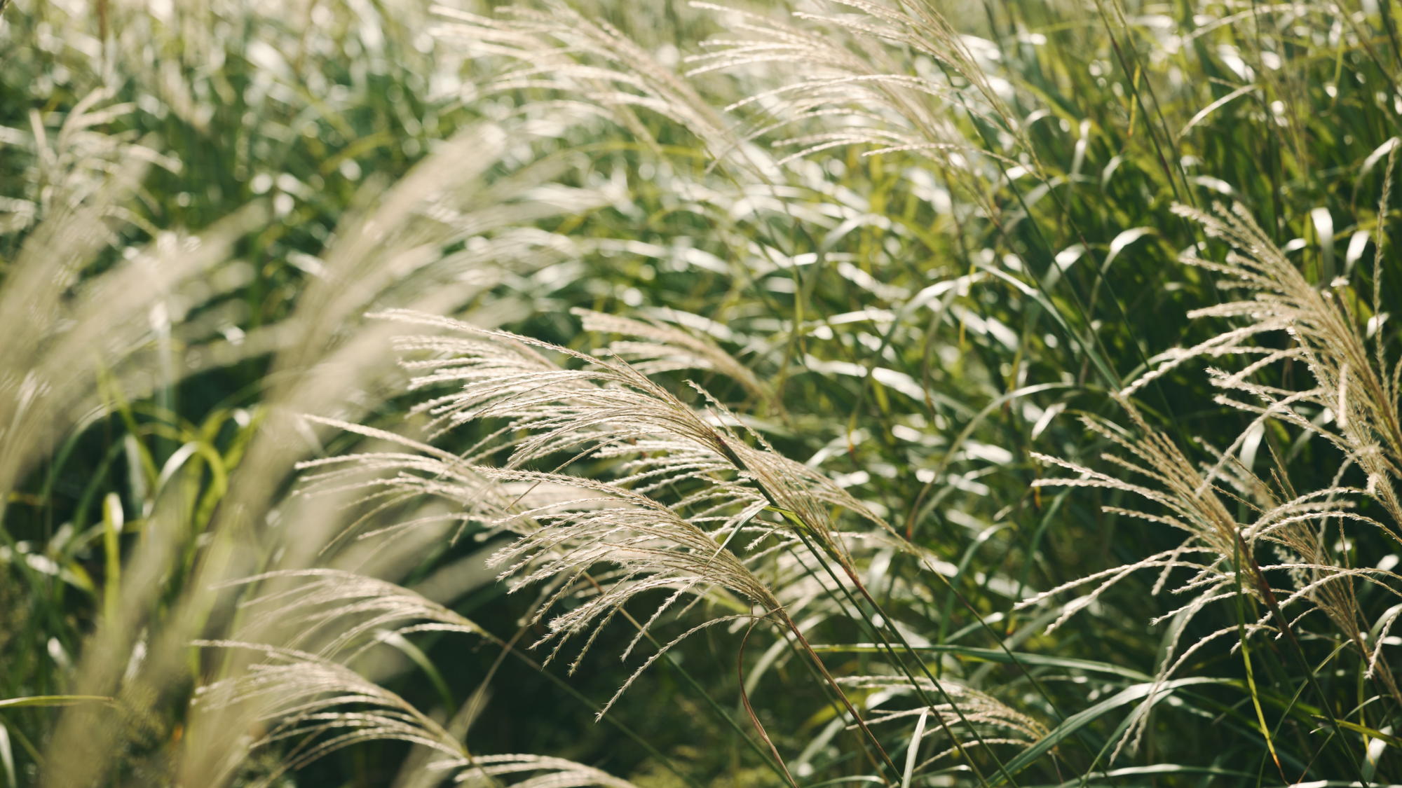 仙石原すすき草原＜当館から車で5分＞（見ごろは10月中旬頃）