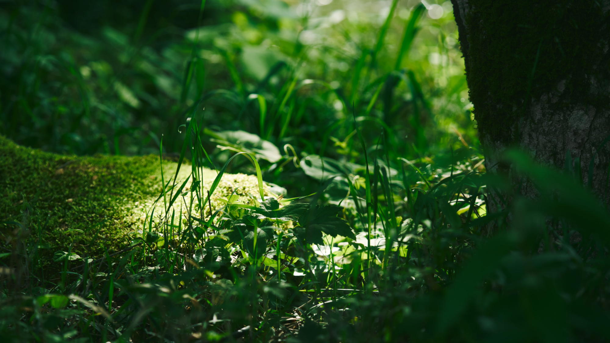 箱根外輪山に包まれた、仙石原の豊かな自然に抱かれた空間 