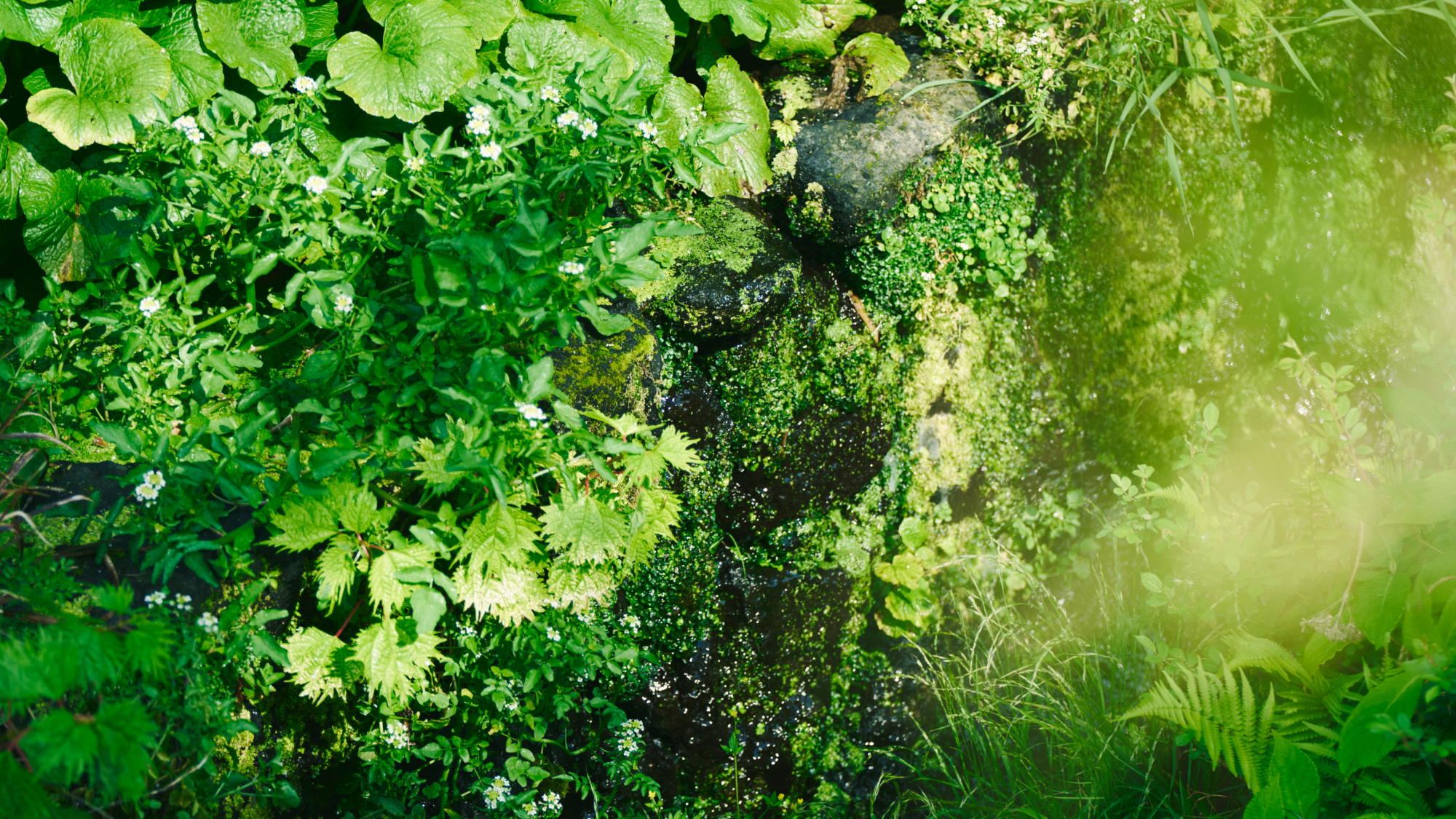 箱根の山々と清流早川の景観に触れる上質なひととき  